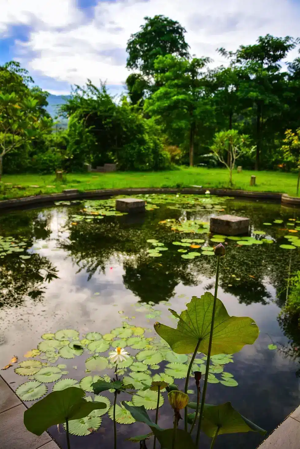 ananda-suruci-lily-pond ananda-suruci-lily-pond